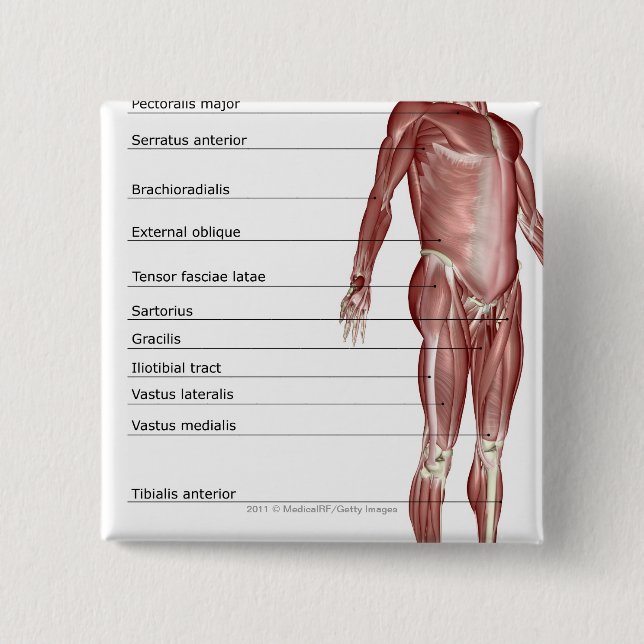 Chapa Cuadrada Diagrama del sistema muscular (Anverso)
