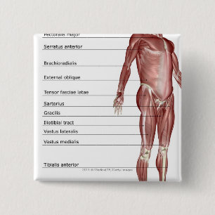 Chapa Cuadrada Diagrama del sistema muscular