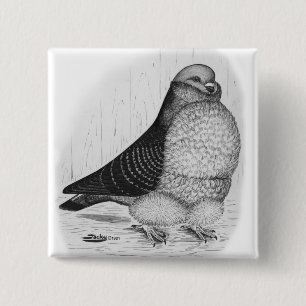 Chapa Cuadrada Dibujo de tinta de pichón de búho chino