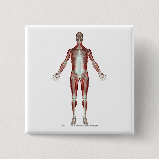 Chapa Cuadrada Disposición de todos los músculos en el cuerpo (Anverso)