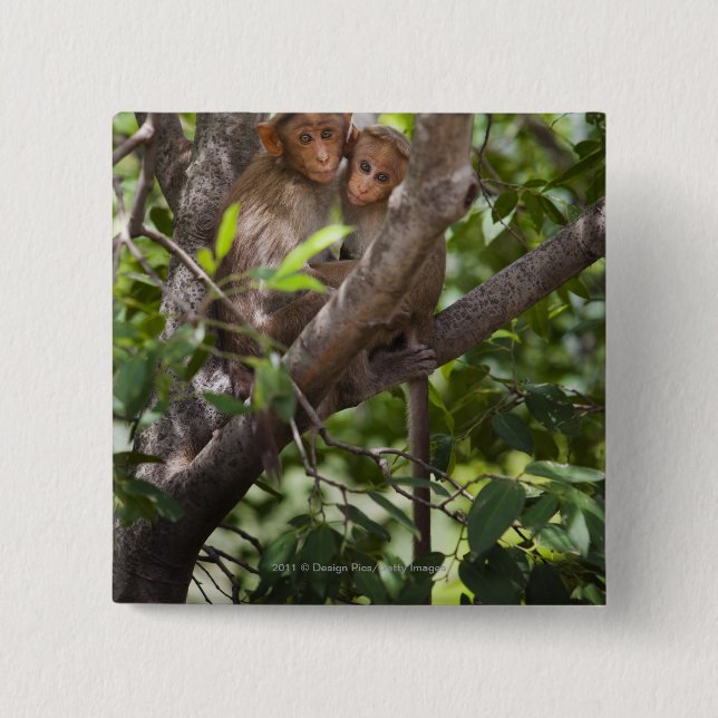 Chapa Cuadrada Dos monos en un árbol (Anverso)