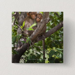 Chapa Cuadrada Dos monos en un árbol