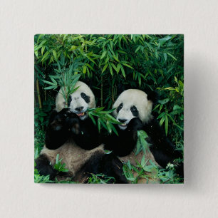 Chapa Cuadrada Dos pandas comiendo bambú juntos, Wolong