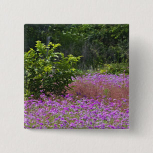 Chapa Cuadrada Drummond Phlox, Phlox drummondi, jefe Hilton