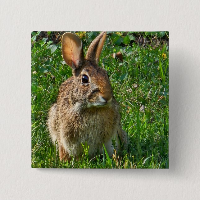 Chapa Cuadrada Eastern cottontail rabbit (Anverso)