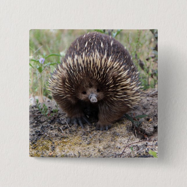 Chapa Cuadrada Echidna lindo de Australia (Anverso)