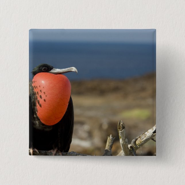 Chapa Cuadrada Ecuador, Galápagos, Isla Genovesa. 6.º príncipe (Anverso)