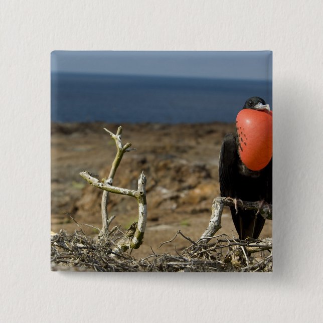 Chapa Cuadrada Ecuador, Galápagos, Isla Genovesa. Príncipe (Anverso)