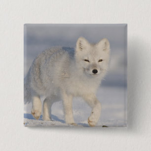 Chapa Cuadrada EE. UU., Alaska, 1002 Llanura costera del ANWR. Un