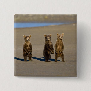 Chapa Cuadrada EE. UU. Alaska. Cachorros de oso pardo costero