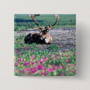 Chapa Cuadrada EE. UU., Alaska, Parque Nacional Denali, Reno