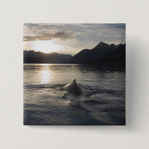 Chapa Cuadrada EE. UU., Alaska, Parque Nacional Glacier Bay,