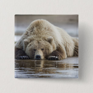 Chapa Cuadrada EE.UU., Alaska, Parque Nacional Katmai, oso marrón