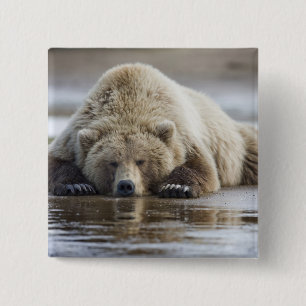 Chapa Cuadrada EE. UU., Alaska, Parque Nacional Katmai, Oso Pardo