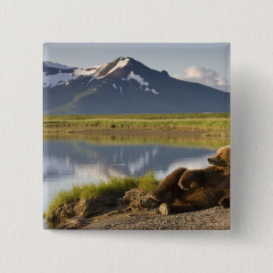 Chapa Cuadrada EE. UU., Alaska, Parque Nacional Katmai, Osos pard