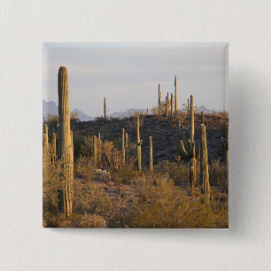 Chapa Cuadrada EE. UU., Arizona, Desierto de Sonora, Ajo, Ajo 2