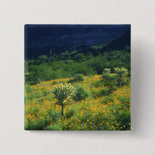 Chapa Cuadrada EE.UU., Arizona, Organ Pipe Cactus National