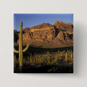 Chapa Cuadrada EE. UU., Arizona. Organ Pipe Cactus National 2