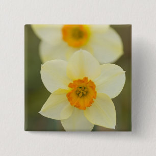 Chapa Cuadrada EE.UU., Arlington, Virginia, clausura de blancos