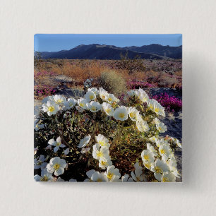 Chapa Cuadrada EE. UU., California, Anza-Borrego DSP. Duna atarde