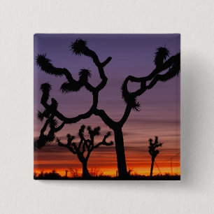 Chapa Cuadrada EE. UU., California. Joshua Tree National