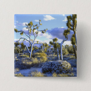 Chapa Cuadrada EE. UU., California, Parque Nacional Joshua Tree.