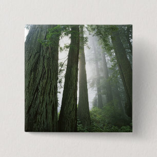 Chapa Cuadrada EE.UU., California, Parque Nacional Redwood, 2