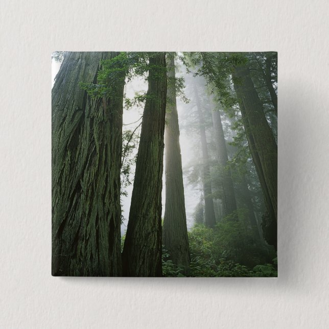 Chapa Cuadrada EE.UU., California, Parque Nacional Redwood, 2 (Anverso)