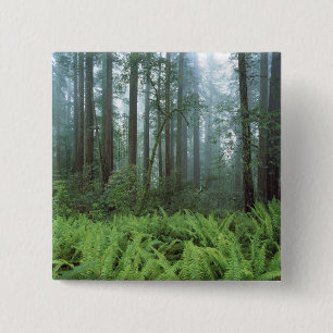 Chapa Cuadrada EE. UU., California, Redwood NP. Helechos y