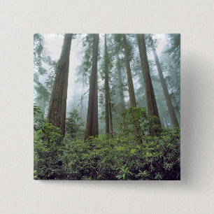 Chapa Cuadrada EE. UU., California, Redwood NP. La niebla filtra 