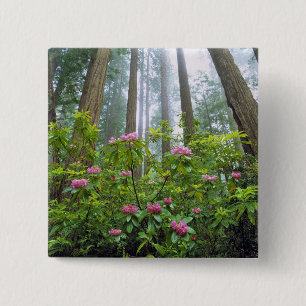 Chapa Cuadrada EE.UU., California, Redwood NP. Rododendros