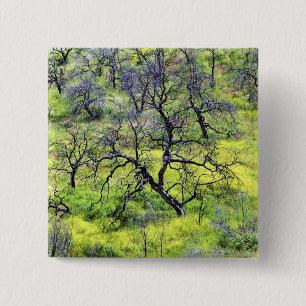 Chapa Cuadrada EE. UU., California, San Diego. Un bosque de roble