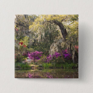 Chapa Cuadrada EE.UU., Carolina del Sur, Charleston. Árboles cip