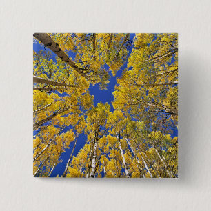 Chapa Cuadrada EE. UU., Colorado, zona de Aspen. Bosque de álamos