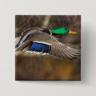Chapa Cuadrada EE. UU., Estado de Washington, Mallard, macho, vue