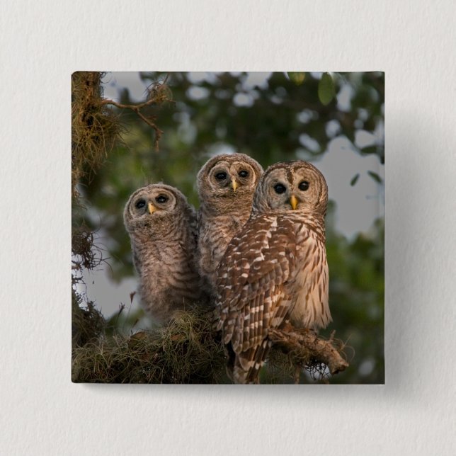 Chapa Cuadrada EE.UU., Florida, Humedales de Viera. Tres barras (Anverso)