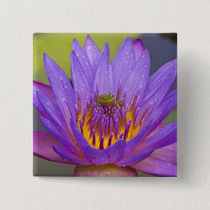 Chapa Cuadrada EE.UU., Florida, Lago Kissimmee. Rana de hoja verd