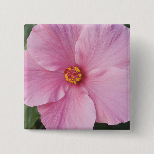 Chapa Cuadrada EE. UU., Florida, Sanibel, Hibisco Rosa de