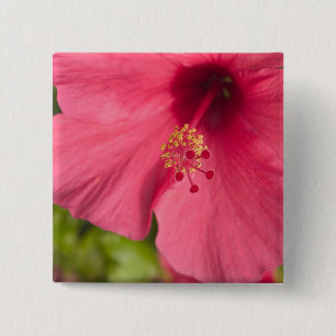 Chapa Cuadrada EE. UU., Hawái, Kauai, Hibisco