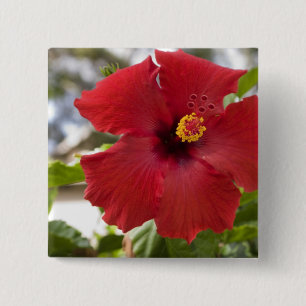 Chapa Cuadrada EE. UU., Hawái, Oahu. El Hibisco es el