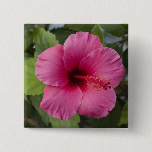 Chapa Cuadrada EE. UU., Hawái, Oahu. El Hibisco es el 2