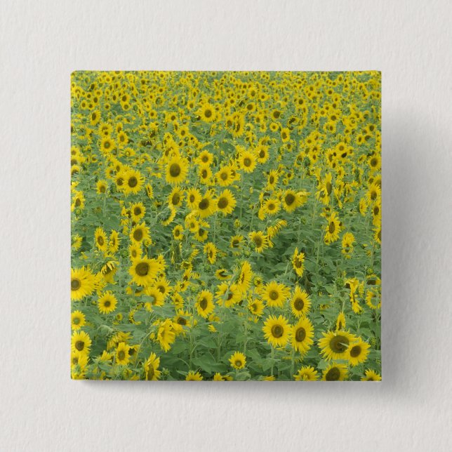 Chapa Cuadrada EE.UU., Kentucky, Fayette County Pattern in situ (Anverso)