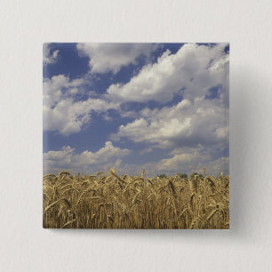 Chapa Cuadrada EE. UU., Kentucky, Louisville. Cultivo de trigo y