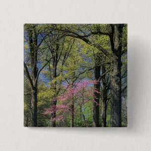 Chapa Cuadrada EE.UU., Kentucky, Louisville. Redbud oriental