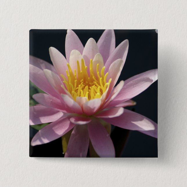 Chapa Cuadrada EE.UU., Massachusetts, Great Barrington, lily pad (Anverso)