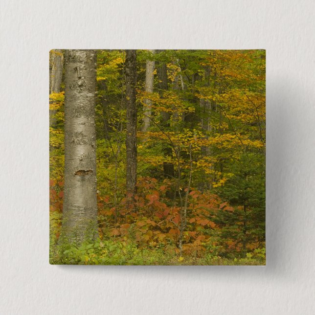 Chapa Cuadrada EE.UU., New Hampshire, Livermore, White Mountain (Anverso)