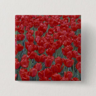 Chapa Cuadrada EE.UU., Ohio, Cincinnati. Cama de tulipanes rojos