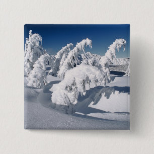 Chapa Cuadrada EE.UU., Oregón, Crater Lake NP. Árboles caen bajo 