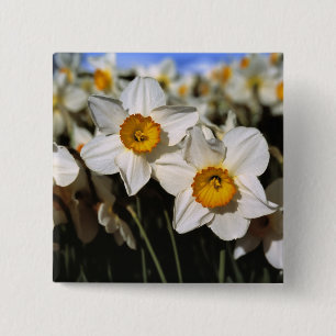 Chapa Cuadrada EE. UU., Oregón, Valle de Willamette. Narcisos