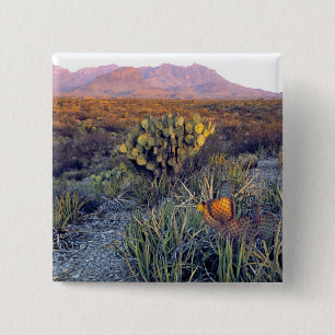 Chapa Cuadrada EE. UU., Texas, Big Bend NP. Un anochecer arenoso
